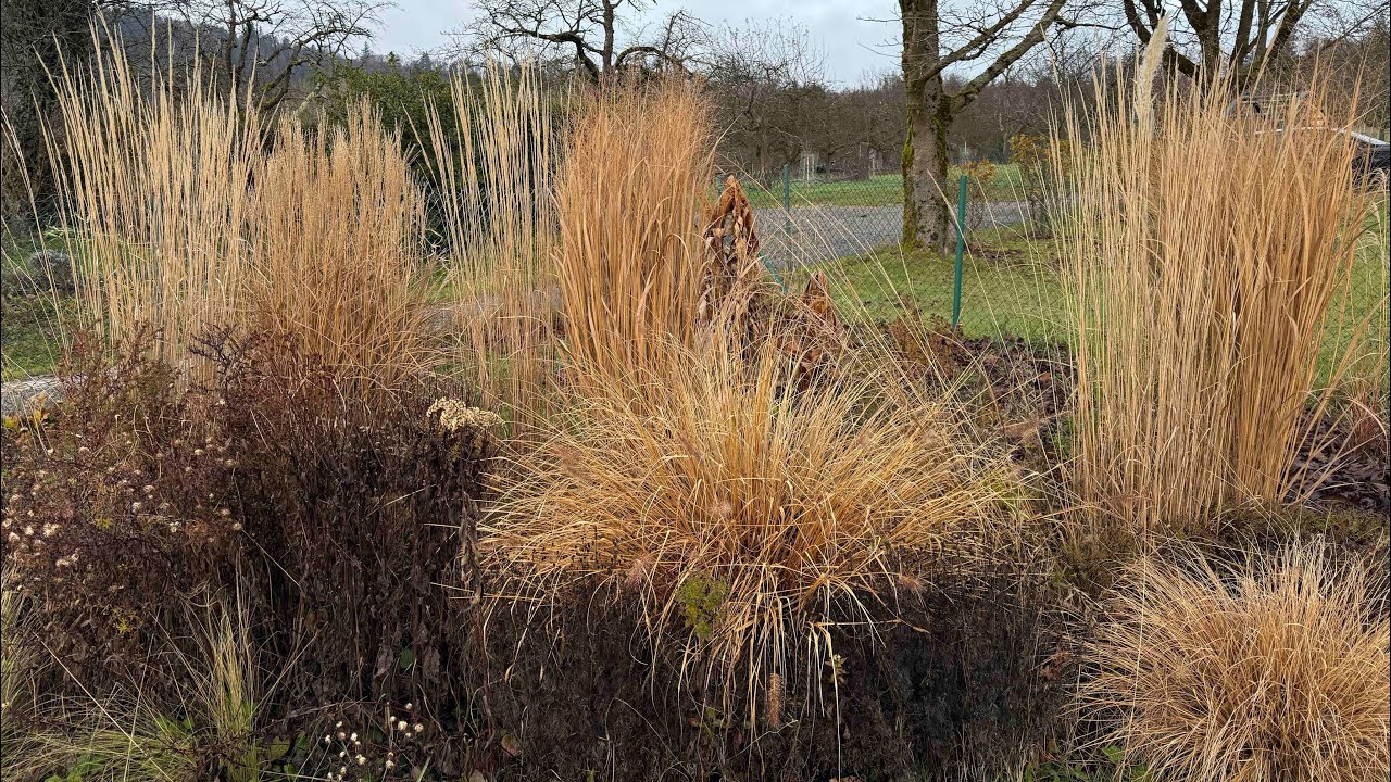 Darum solltet ihr Stauden im Winter nicht zurückschneiden ! 🌾