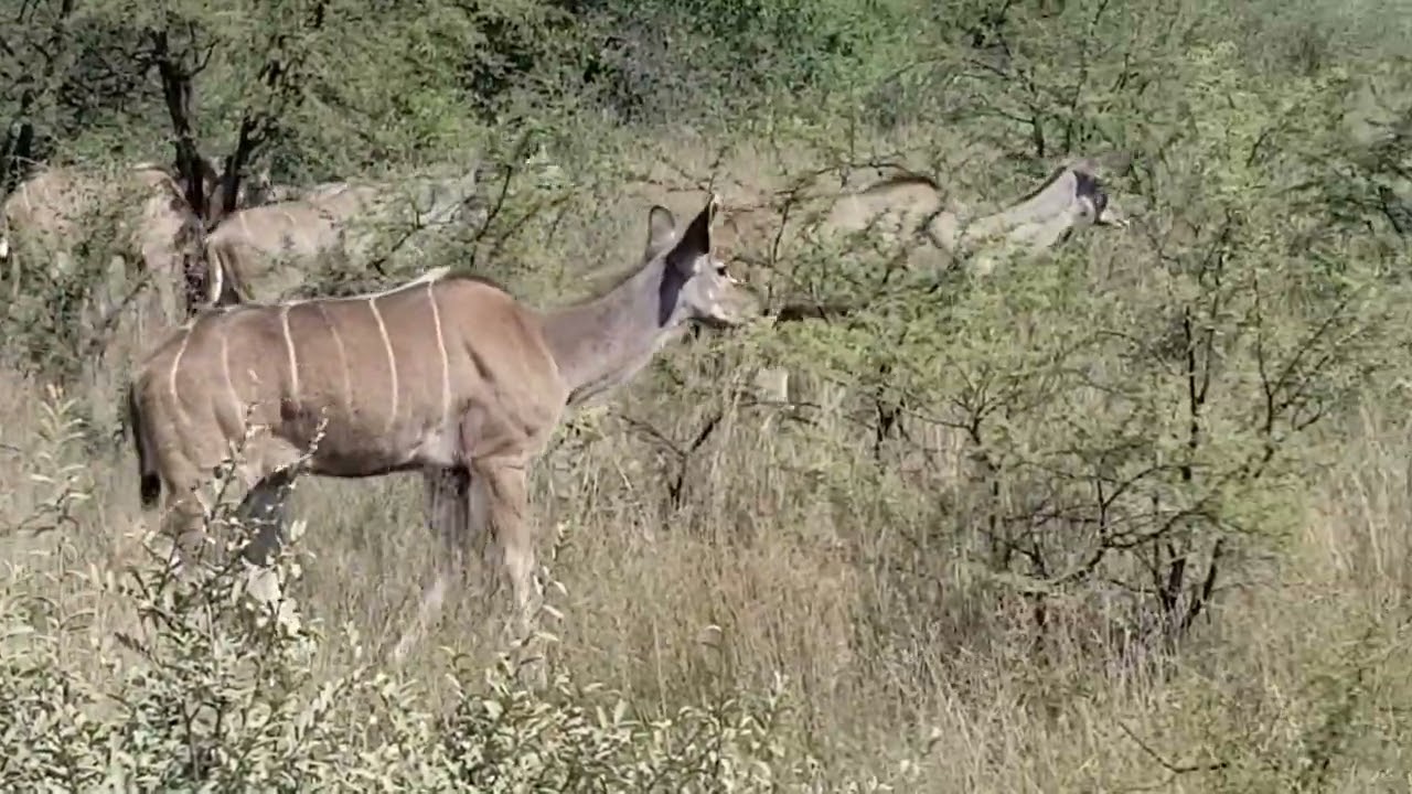 Why is it Called Kudu? Now You Know - Real Life Africa Safari