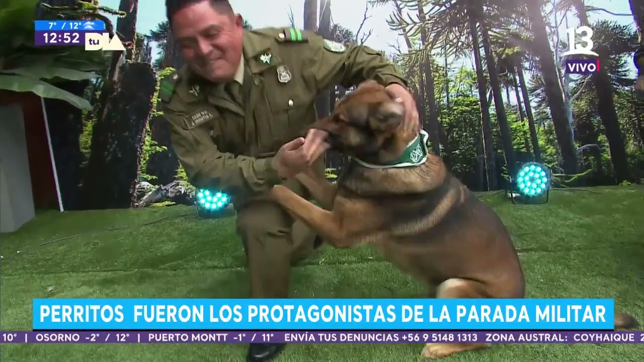 Perritos de Carabineros se robaron la película en la Parada Militar. Tu Día, 2022