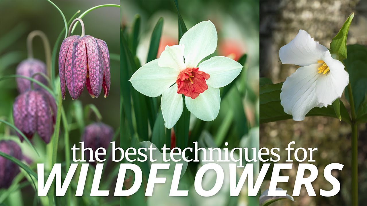 Watch this if you want to take better flower photos