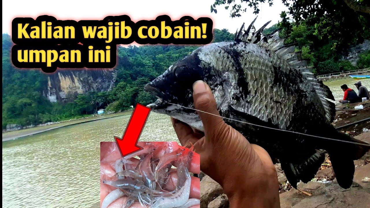 Mancing ikan bekukon umpan udang jambu full strike