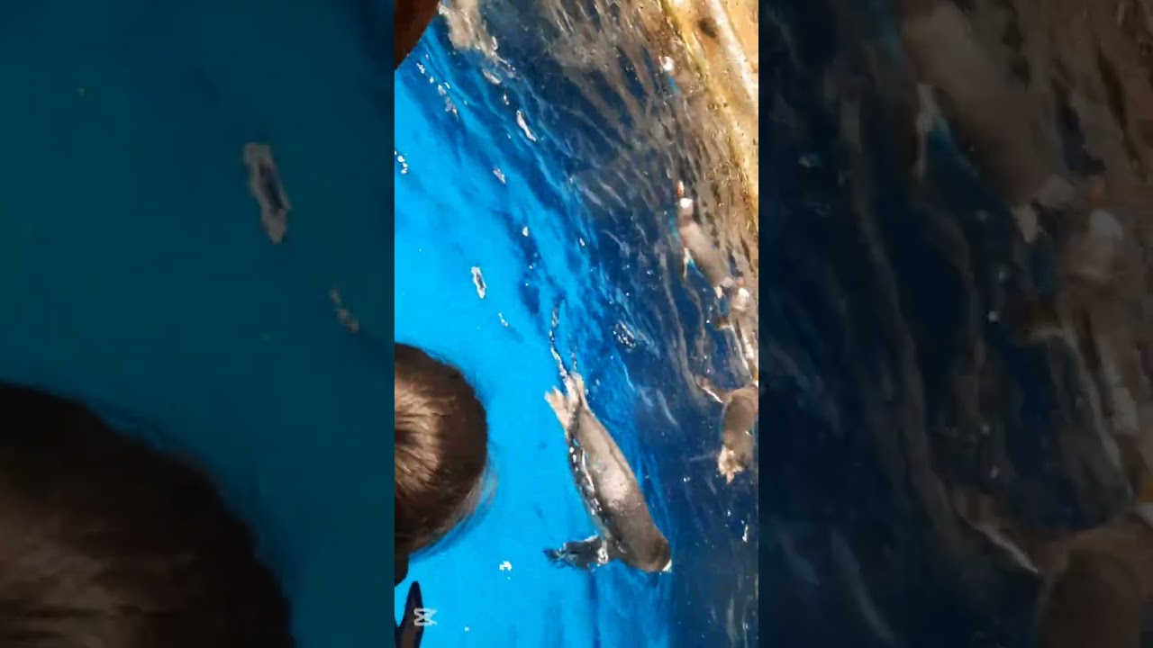 Ocean Park escapade 1/1/26/@merlsvlog2318