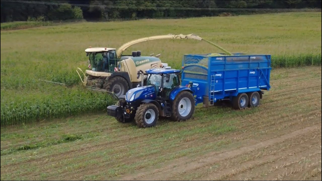 Maze harvesting in Wiltshire