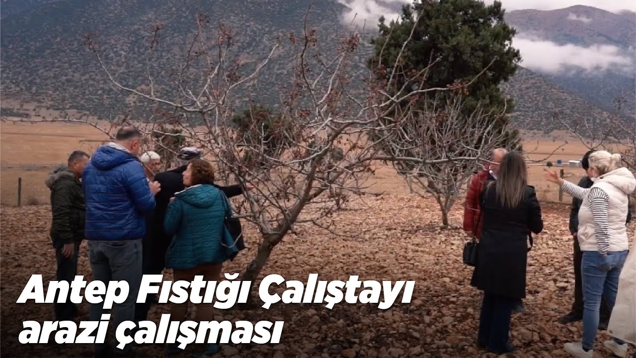 Antep Fıstığı Çalıştayı arazi çalışması