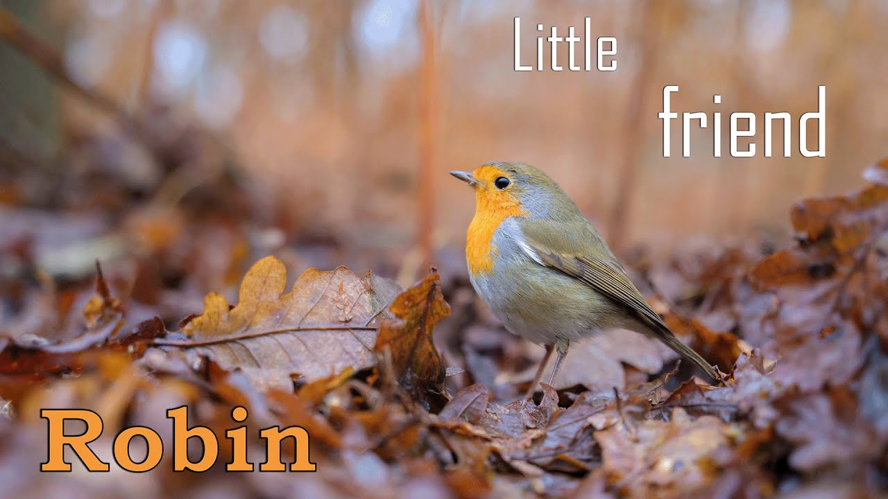 Roodborst || Kleine vriend Robin || Erithacus rubecula