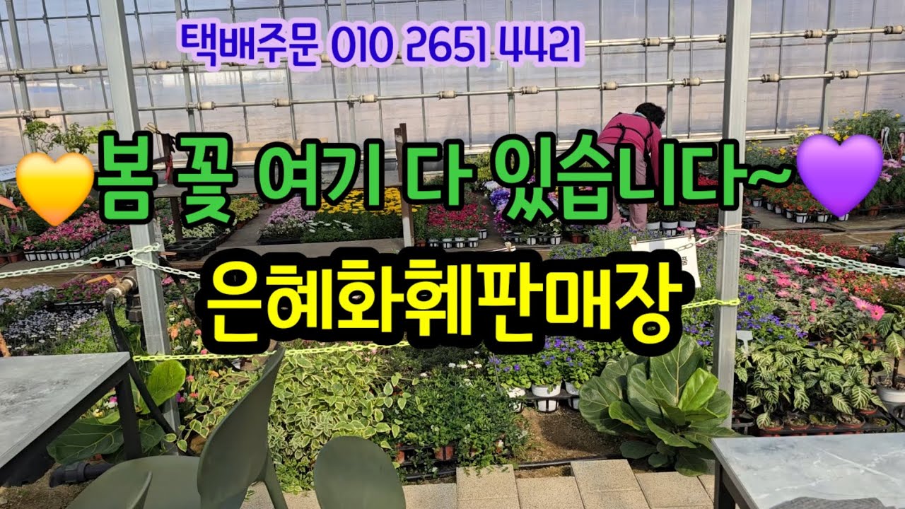#은혜화훼판매장 💚☎️01026514421경기도 일산동구 원당로483/사리현동14ㅡ4 #7만원이상택배무료배송