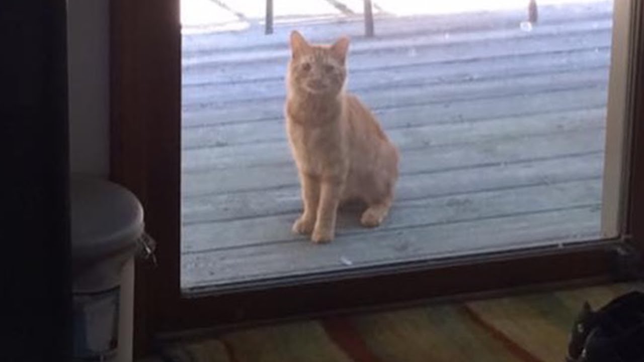 Verlassene Katze lernt wieder jemandem zu vertrauen