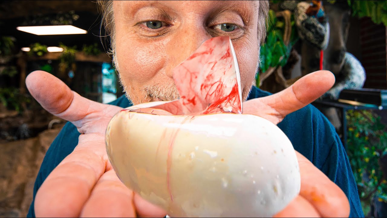 WHAT DID I JUST CUT IN THIS SNAKE EGG?? MYSTERY SNAKE??| BRIAN BARCZYK
