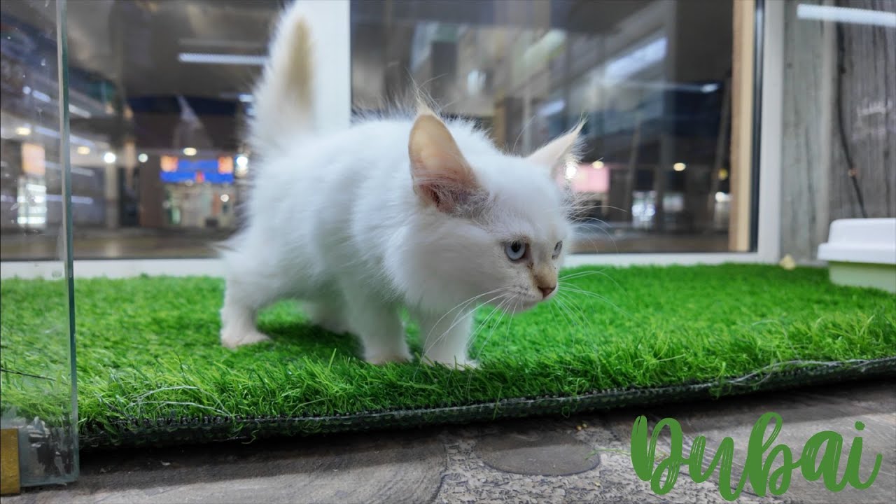 [4k]🇦🇪Dubai, UAE | Warsan Birds & Pet Market | 80 shops