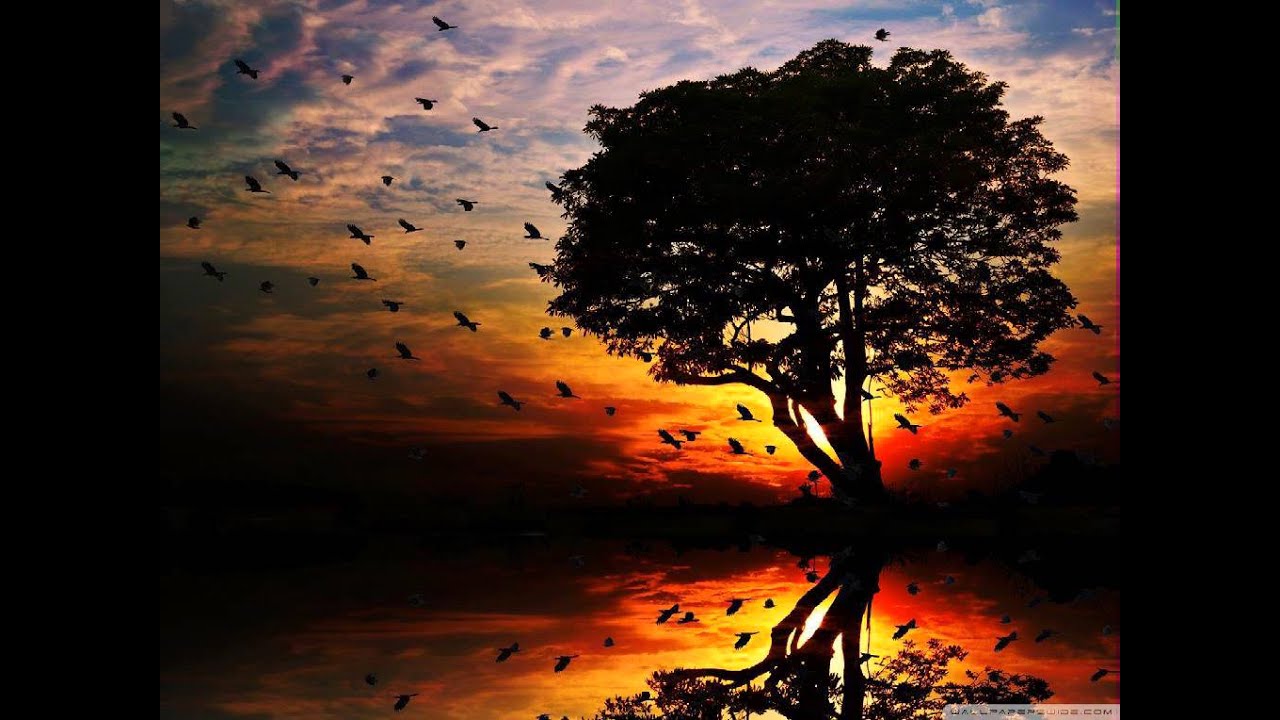 [7집] 장사익 - 미사의 종 kpop 韓國歌謠