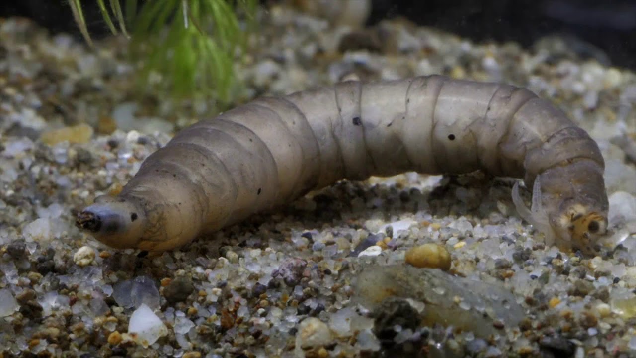 Diving beetle (Dytiscidae) larvae prey/Csíkbogár lárva zsákmányszerzései