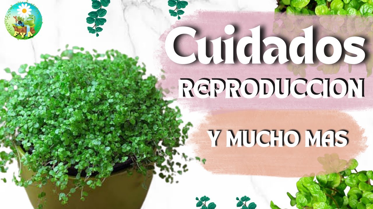 CUIDADOS de la SOLEIROLIA (lagrimas de ángel) paso a paso | Ideal para interiores 🌿