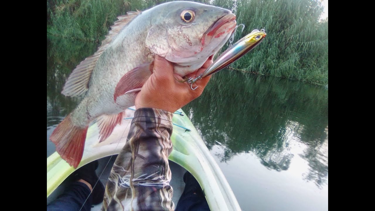 Snappers attacking a surface lure in the Guasave River // Fishing from a kayak, casting surface lure