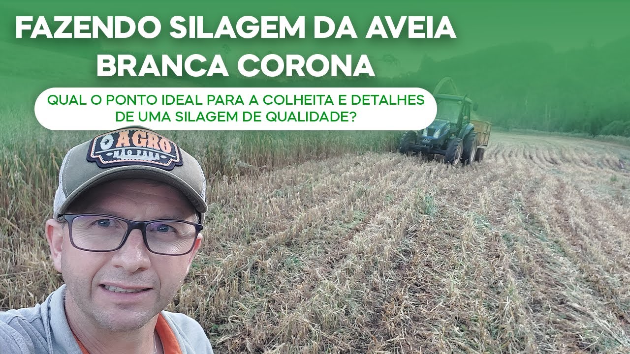 Fazendo silagem da Aveia Branca Corona. Ponto ideal para a colheita da silagem de qualidade (v.168)