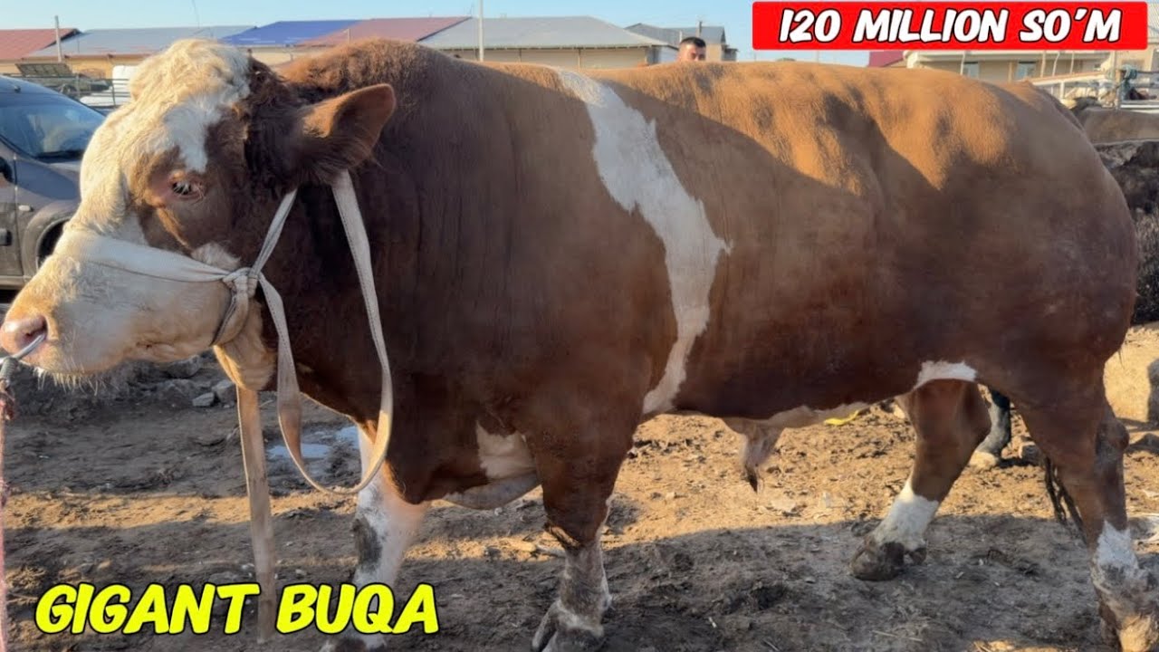 ГИГАНТ БУКА 120 МИЛЛОН СЎМ БОЗОРДА ЯГОНА ЯНГИ НАРХЛАР !!! ХОРАЗМ БОЗОР