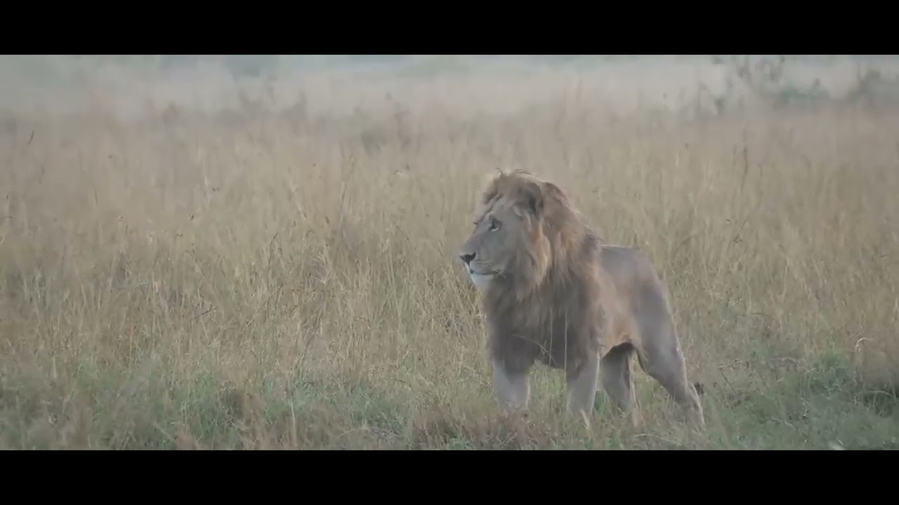 SOUND UP. Ukingo roaring. The other Topi Boys can be heard in the background