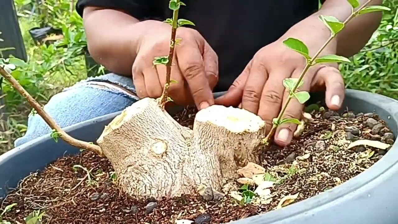 Pres sancang Mame giant by waroeng kacir#shorts #ordernow #bonsaisancang #bonsai #bonsaimania #