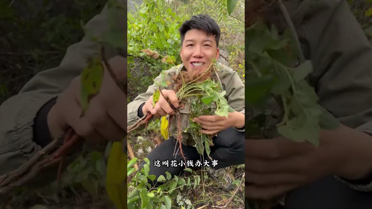 农村到处可见的野菊花 ，是个好宝贝
