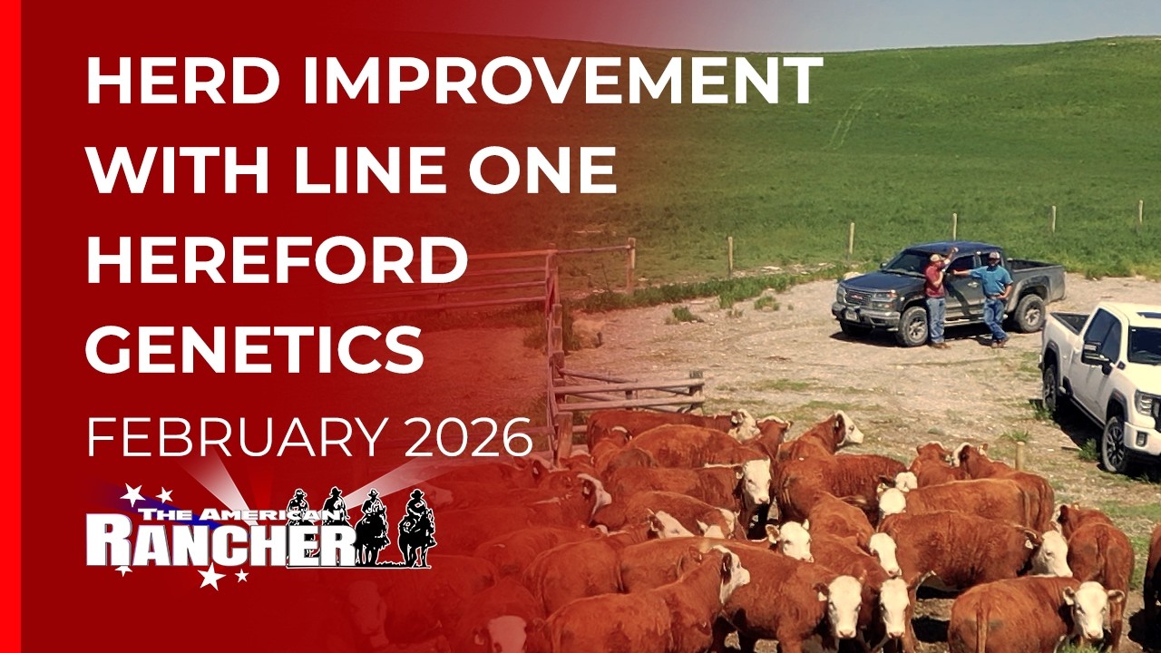 Holden Line One Herefords | The American Rancher | 23.02.2026
