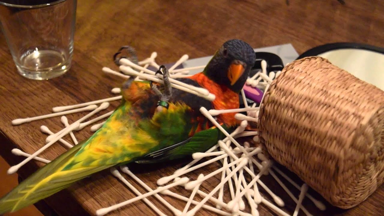 Rainbow Lorikeet Goes Nuts Over Q-Tips (Funny Parrot!)