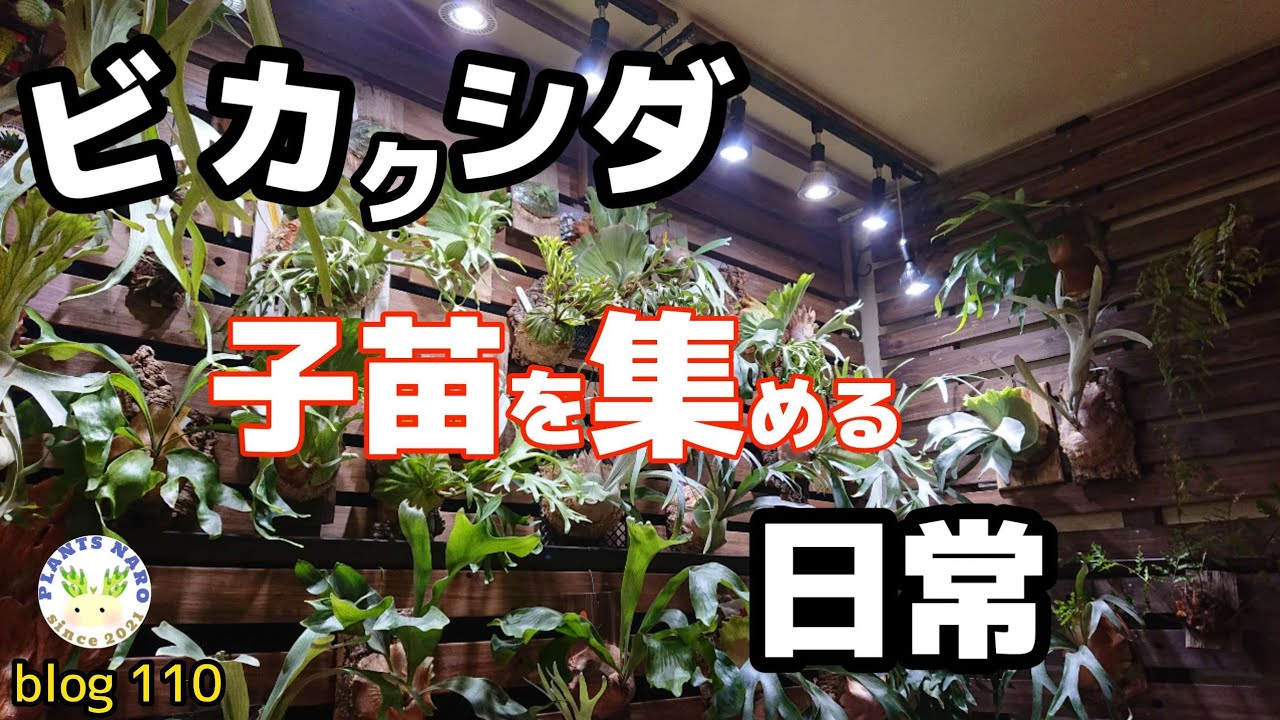 【小さくても…いい】まだまだ増えてます🌱