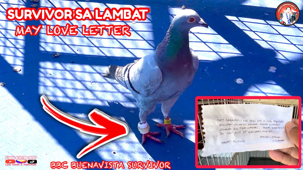 EP1234 BBC BUENAVISTA SURVIVOR MAY LOVE LETTER AT MAPUTIK NG DUMATING!