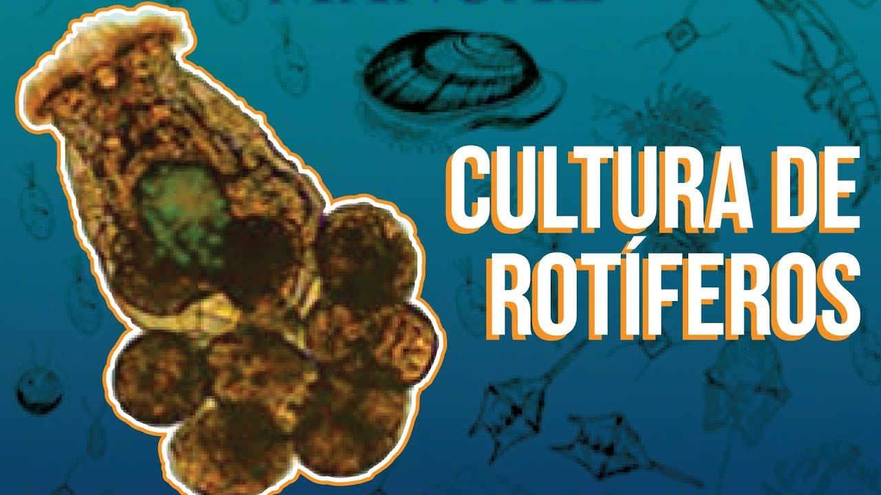 Cultura de Rotíferos