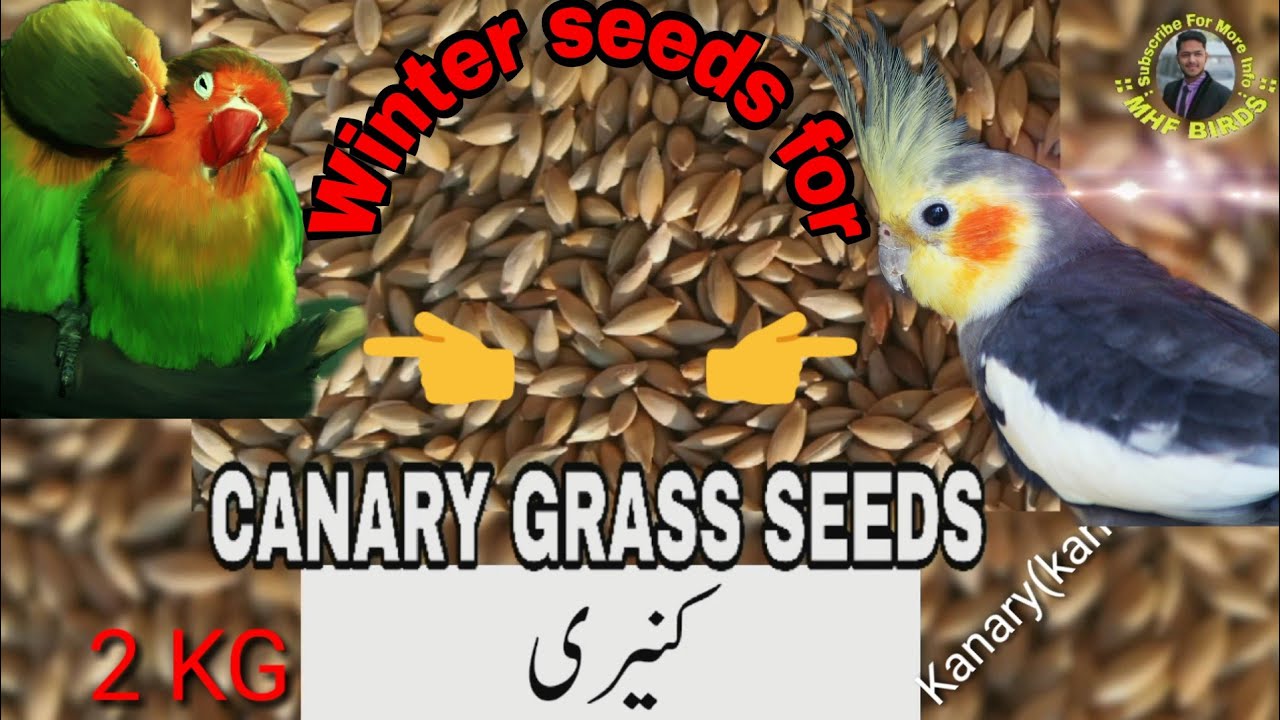 Winter seeds for Parrots. Cocktails and love birds winter mix seeds