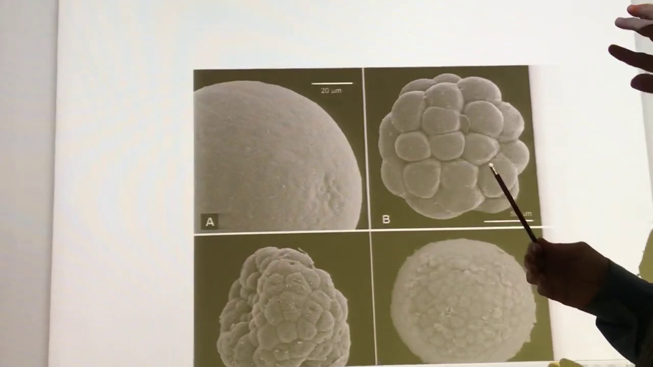 General embryology 10  (  Migration & cleavage  ) , by dr. wahdan