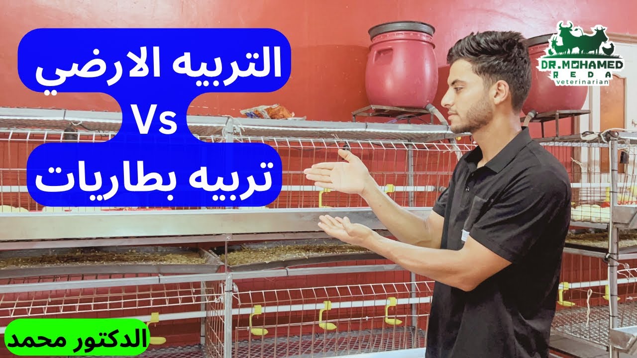 الفرق بين التربية الدواجن الأرضي 🐔 والتربية في بطاريات مميزات وعيوب كل نوع مع الدكتور ✅