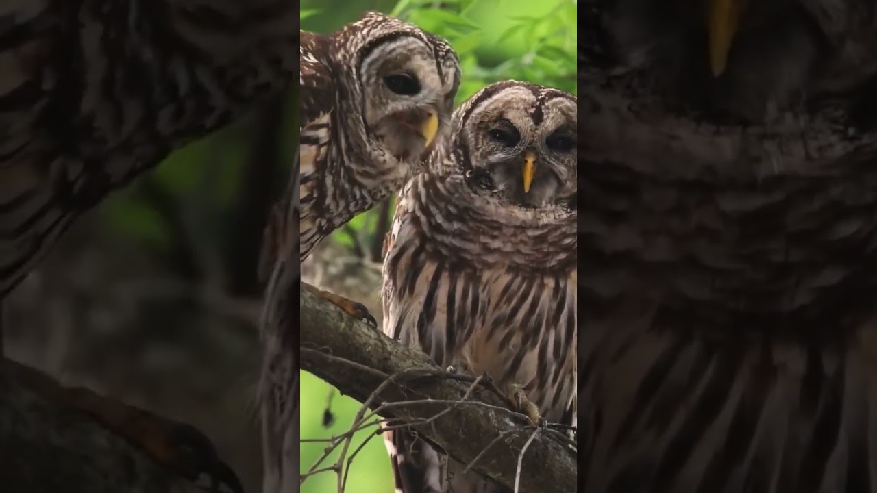 Owl Love 
