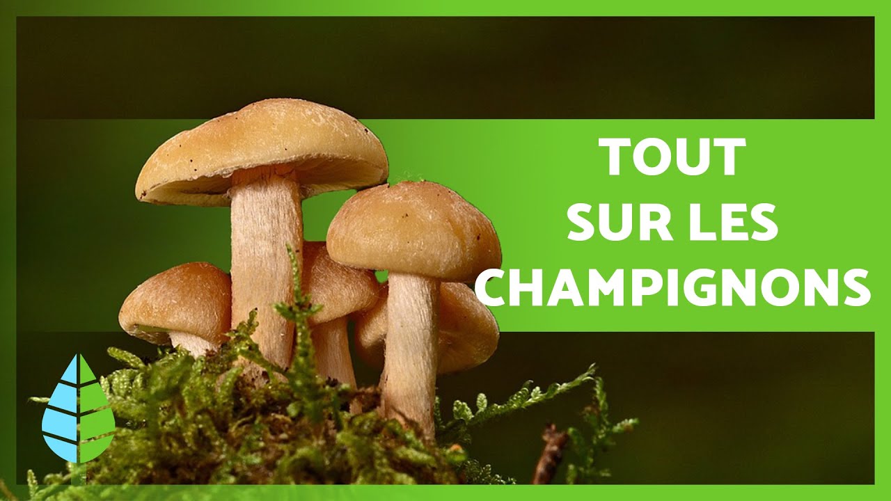 RÈGNE FONGIQUE 🍄 (Définition, caractéristiques et classification)