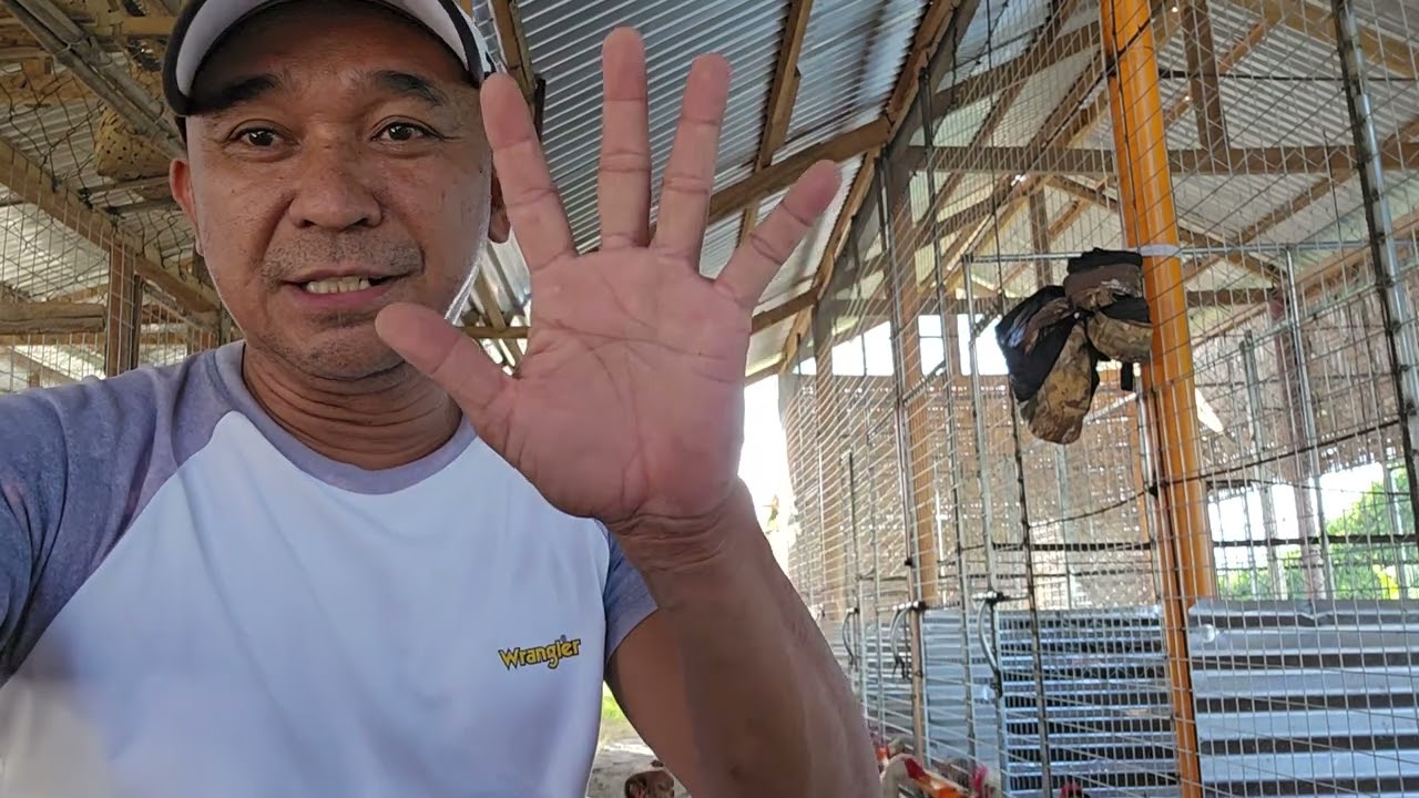 SHAMO TANAKA HISTORY (part 2)