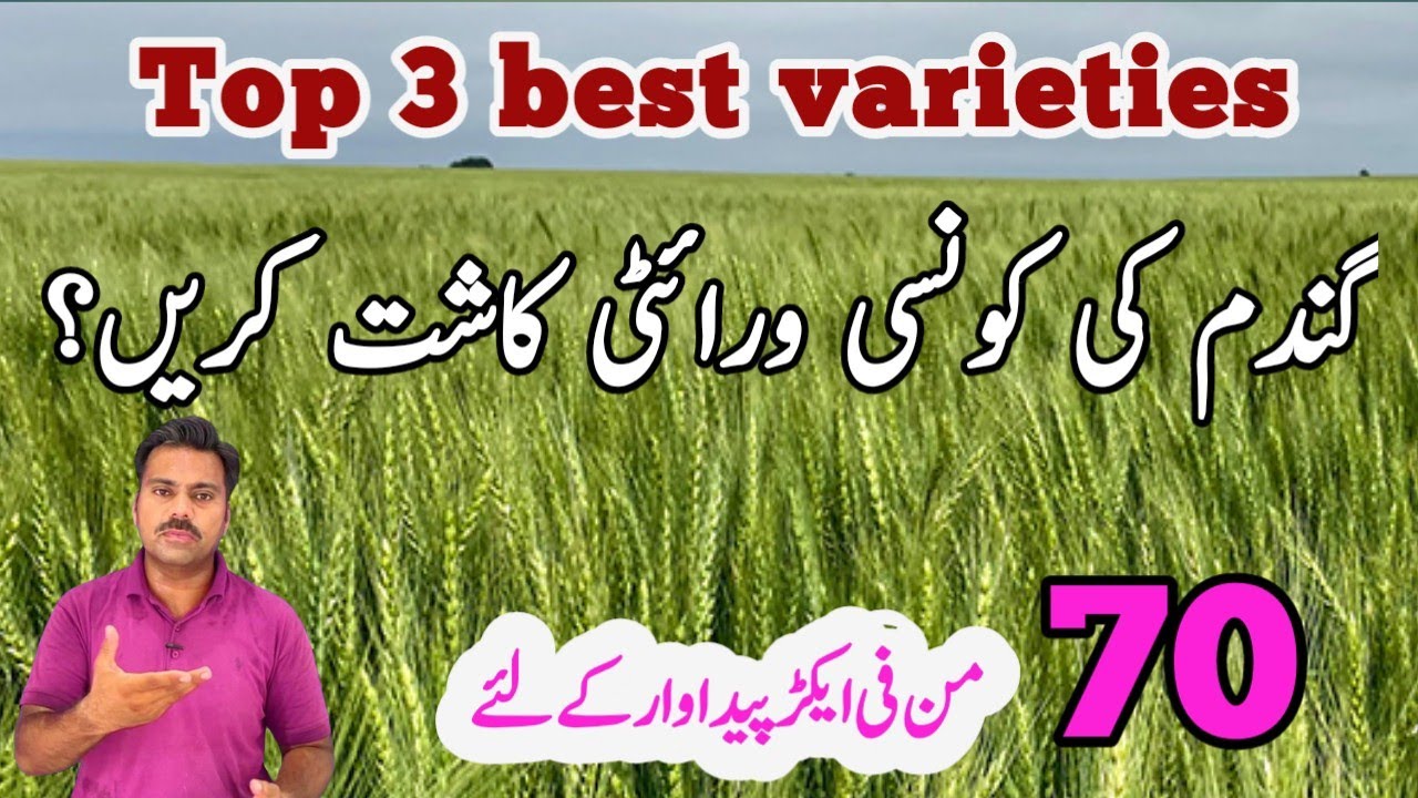 The best high yielding wheat varieties | Top three best wheat varieties | Abid Ali Agrarian