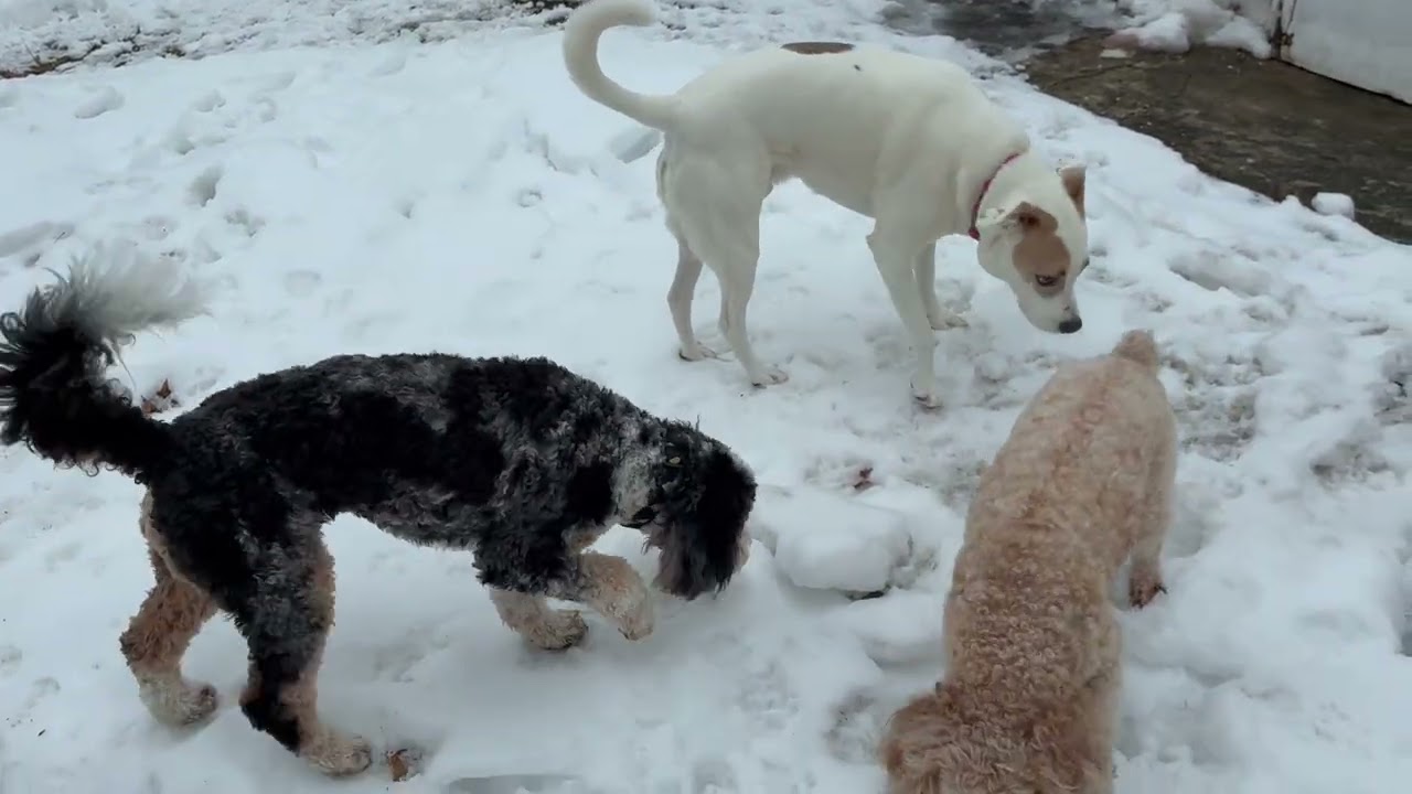 Turbo joins Toby, Gracie, Millie, Brooks, Winnie & Winston 