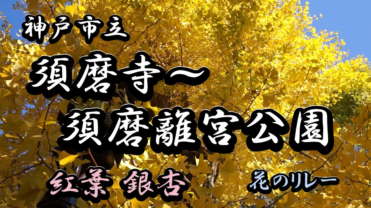 【須磨寺】【須磨離宮公園】に行って紅葉観て来ました