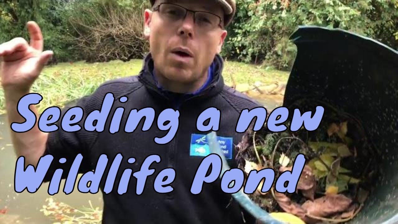 Seeding a new wildlife pond | Seeding a new dragonfly pond