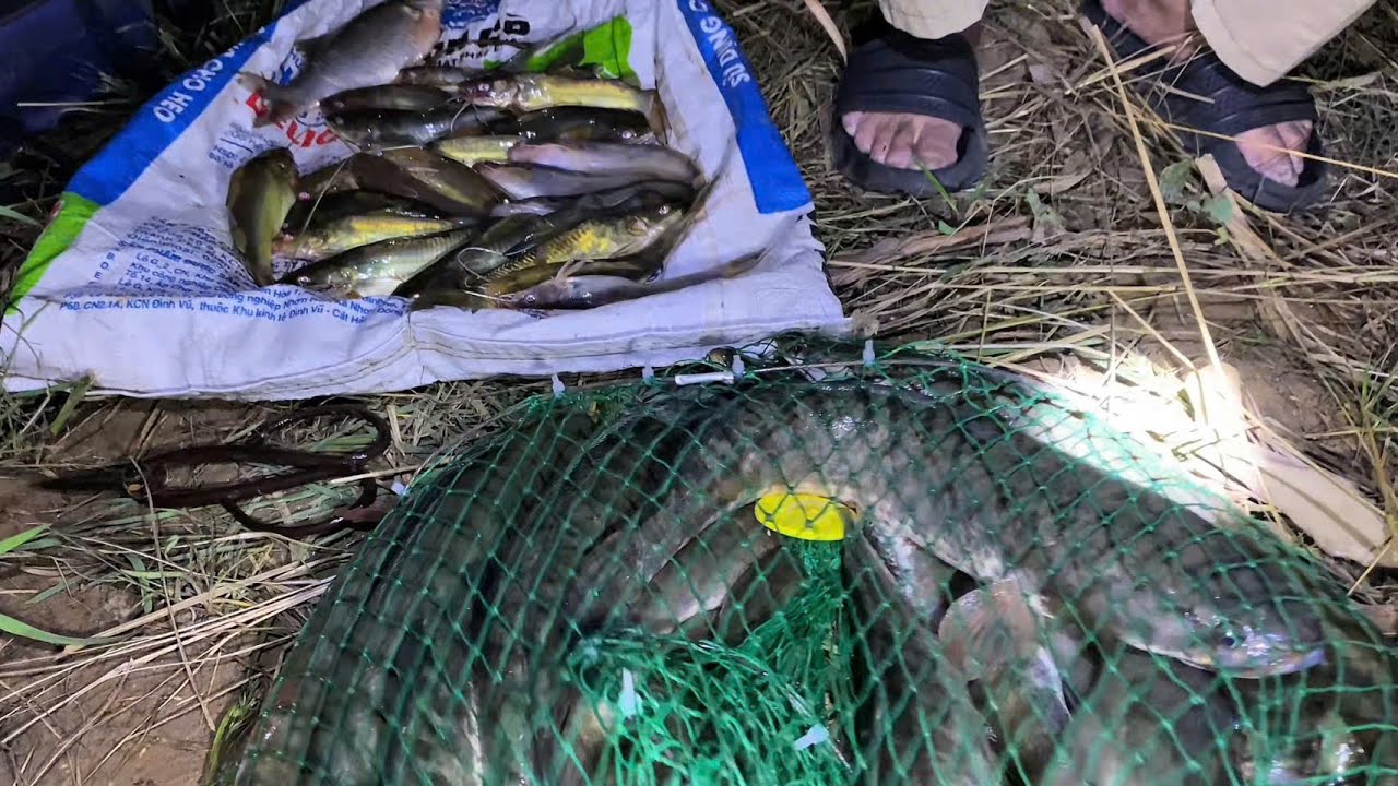 Câu cá #99[ Một ngày làm ngư dân: Cắm câu Cá Lóc, giăng câu Cá Lăng miền sông nước.]