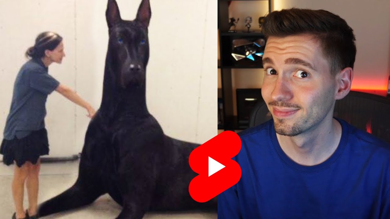 Esse é o shorts do maior CACHORRO DO MUNDO