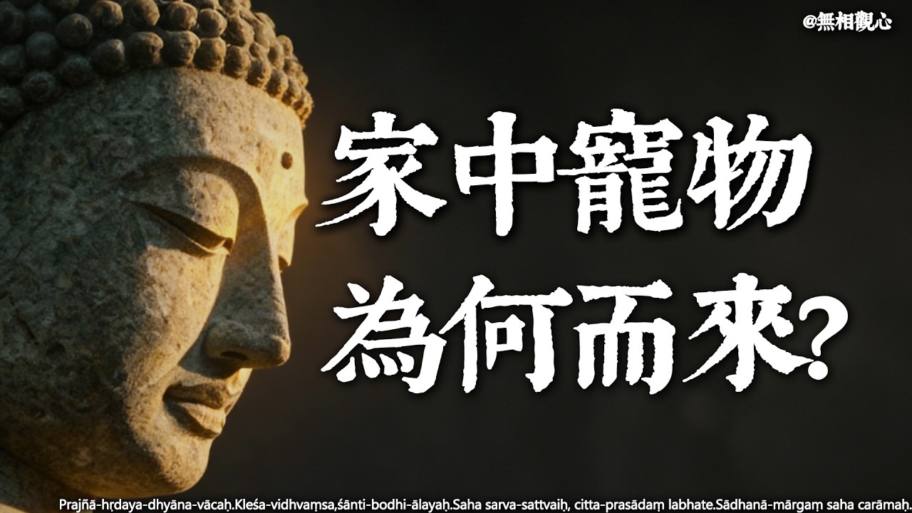 牠為何來到你家？從佛法看懂寵物的五種深層意義——不僅是寵物，更是你的療癒師、修行鏡與菩提種子 #佛法因果 #寵物靈性 #宿世因緣  #修行道場 #眾生平等#慈悲心 #無常觀#緣起緣滅