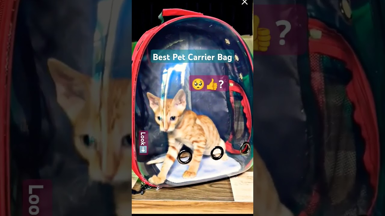 Cat Bag | Pet Carrier Backpack | Cat Travel Bagpack #cats #catbag #petcare