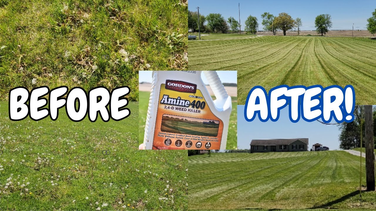 How I Transformed My Lawn In 7 days: Picking The Best Weed Killer