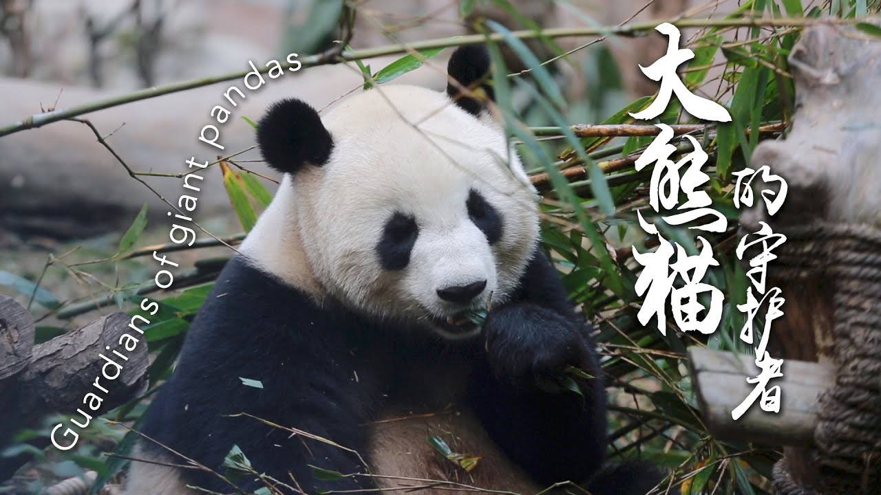 一个苹果就能“收买”淘气大熊猫？探秘熊猫故乡-成都，熊猫滚滚和守护者们的故事   |西望成都