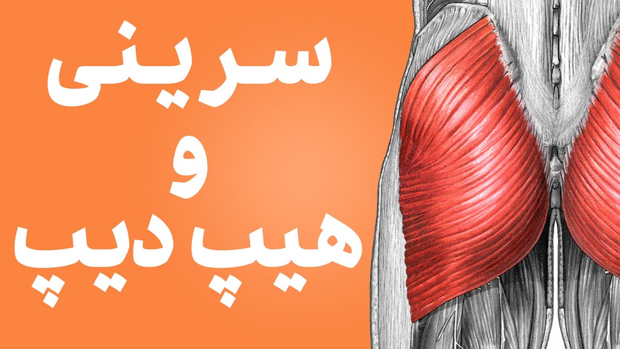 🔥 آموزش کامل آناتومی عضله سرینی + آموزش هیپ دیپ (Hip Dip) به زبان ساده! 🔥