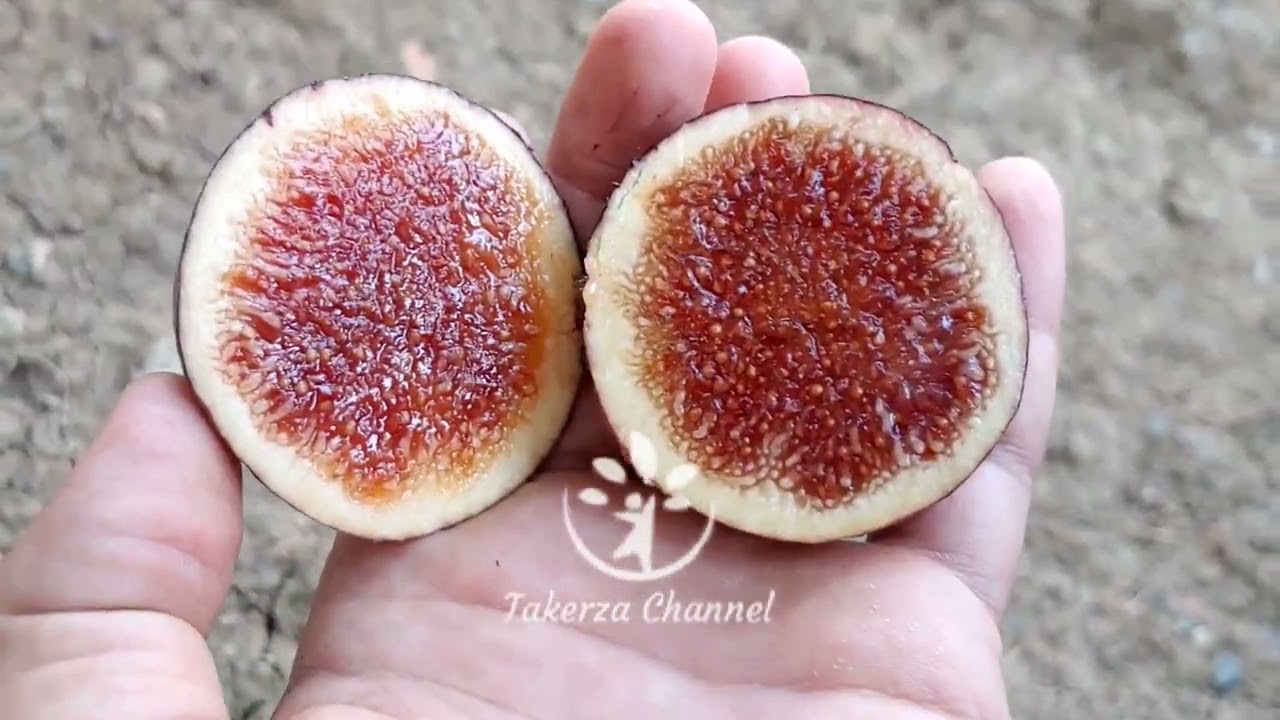 Lexrif U Bouanqiq | Figues Bouanqiq | Bouanqiq fig | تين بوعنقيق (عنق الحمام)