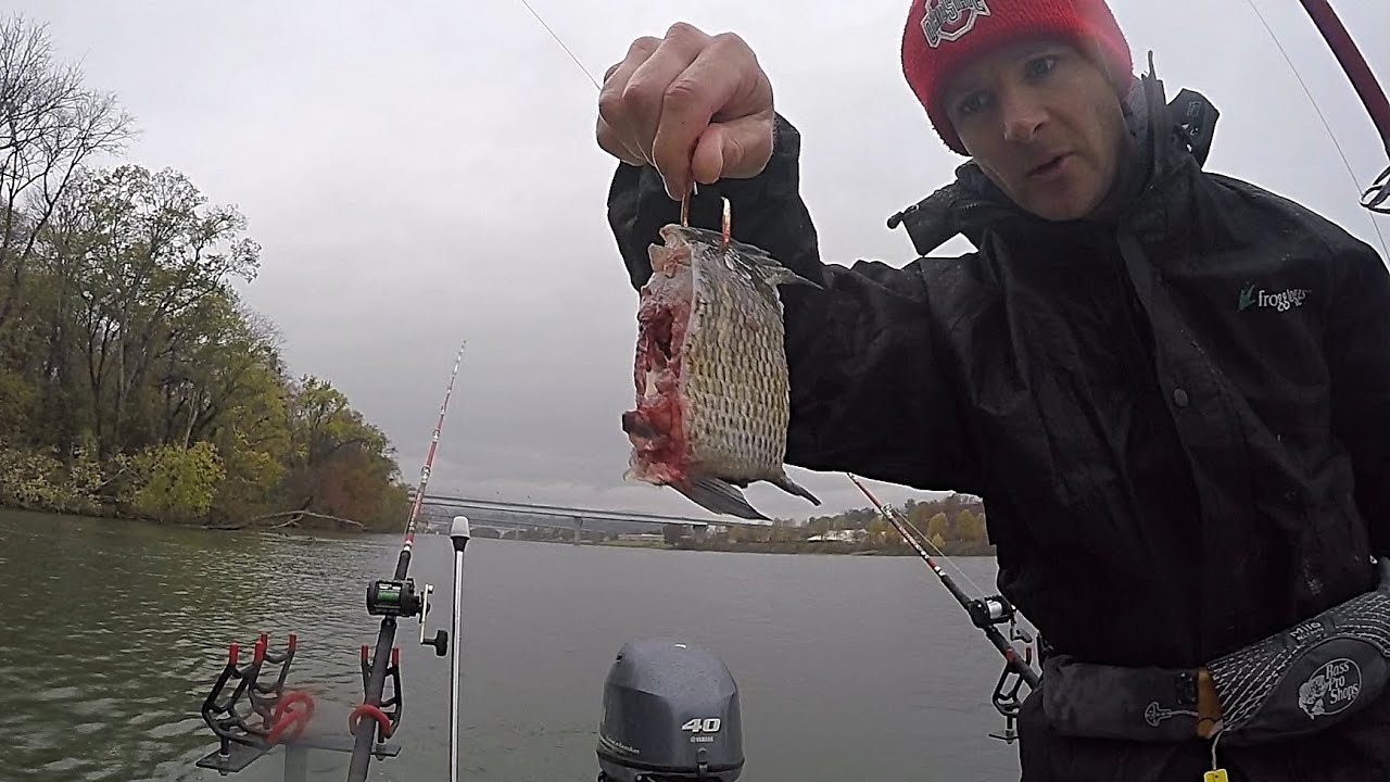 Using Cut Bluegill To Catch Catfish During The Winter Transition (My Favorite Winter Bait)