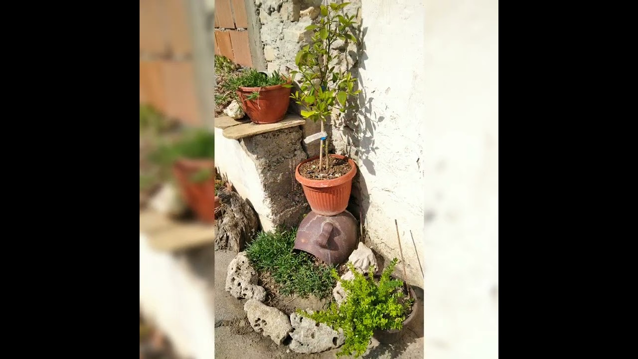 cvijeće