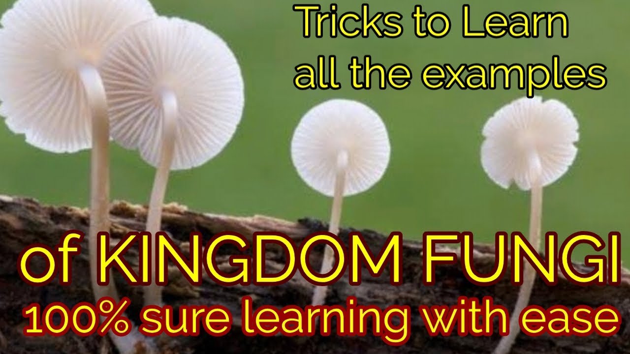 Trick to learn all the examples of Kingdom Fungi given in NCERT with 100% ease