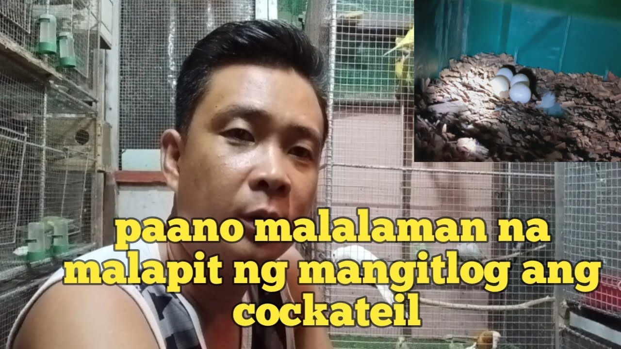 Paano malalaman na malapit ng mangitlog ang cockateil  / cockateil nesting behavior