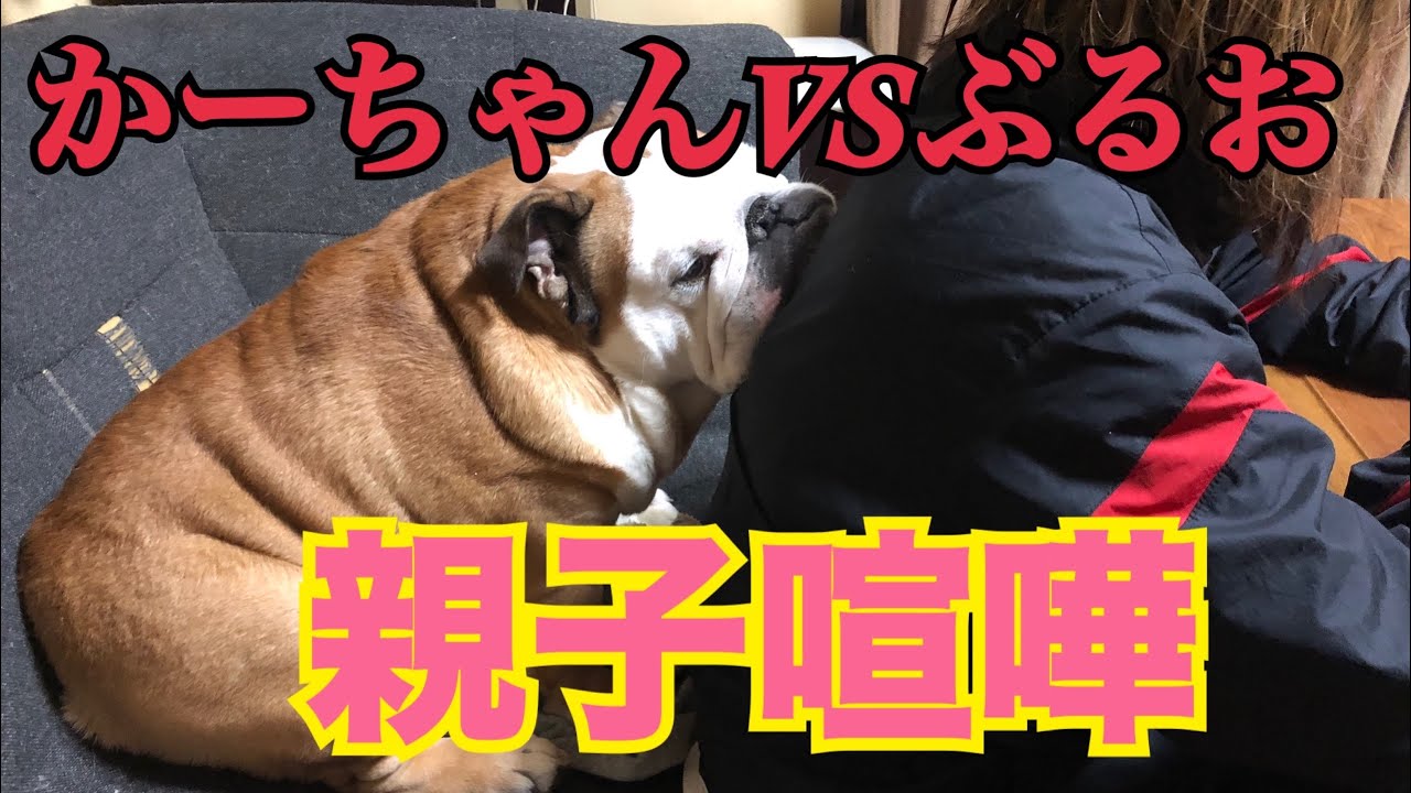かーちゃんVSぶるお！親子喧嘩勃発！